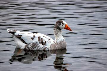 Greylag Goose (Anser anser) in Europe and Asia