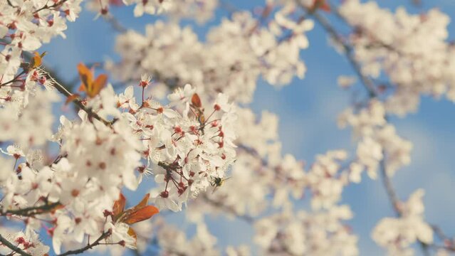 Branches Of Fruit Trees With Blossom White Flowers. Plum Tree Has Masses Of Showy White Flowers In Early Spring.