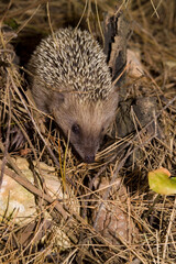 hedgehog in the garden, Riccio o Porcospino (Erinaceus europaeus). Porto Conte. Parco Regionale di Capo Caccia Punta Giglio. Alghero. Sassari. Sardegna. Italia.
