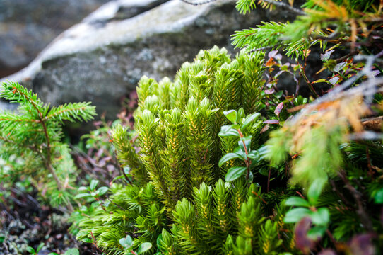 Huperzia Selago, Clubmoss, Mountain clubmoss Green Plant
