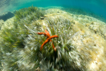 Red Starfish (Echinaster sepositus)  Porto Conte, Alghero, SS, Sardegna, Italia