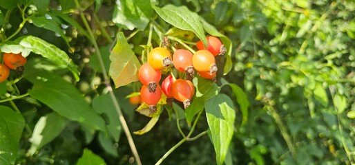 A rose hip (Rosa canina) bush bearing ripe rose hips (Rosa canina).