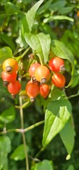 A rose hip (Rosa canina) bush bearing ripe rose hips (Rosa canina).