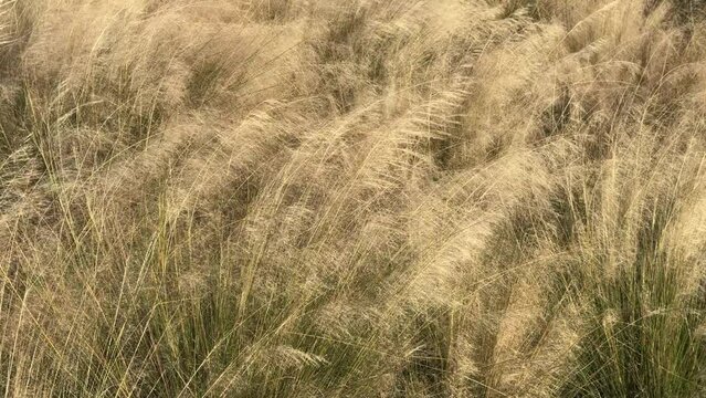 Muhly grass (binomial name: Muhlenbergia capillaris) swaying in a breeze in a coastal nature preserve on a sunny afternoon in autumn, southwest Florida