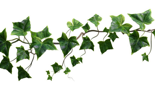 Green Leaves Selection: Ivy (Hedera) Branches on Solid White Background