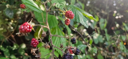 A bush of many ripe blackberries (Rubus fruticosus). they are in red and violet colors.