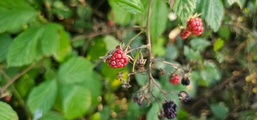 A bush of many ripe blackberries (Rubus fruticosus). they are in red and violet colors.