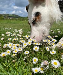Dog sniffing daisies in a field. South Downs National Park, England