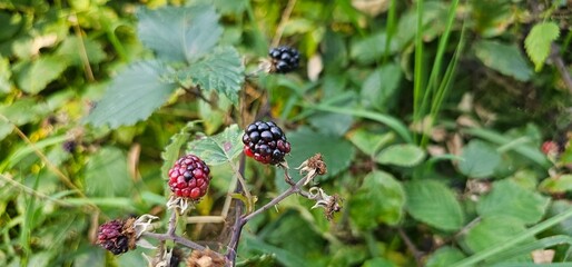 A bush of many ripe blackberries (Rubus fruticosus). they are in red and violet colors.