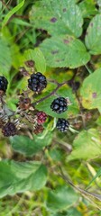 A bush of many ripe blackberries (Rubus fruticosus). they are in red and violet colors.