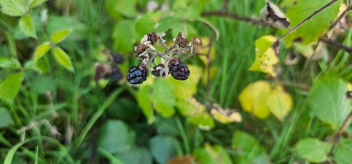 A bush of many ripe blackberries (Rubus fruticosus). they are in red and violet colors.