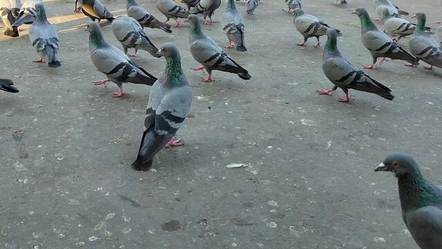 Observe a flock or kit of rock pigeons, commonly known as Indian rock pigeons, scurrying about at dusk, adding movement and liveliness to the twilight atmosphere.