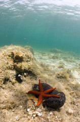 Red Starfish (Echinaster sepositus)  Porto Conte, Alghero, SS, Sardegna, Italia
