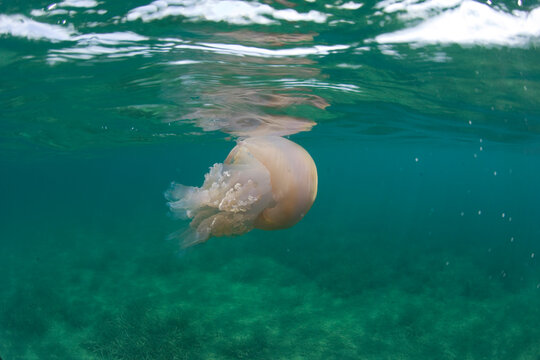 jellyfish Medusa Rhizostoma pulmo. Porto Conte. Parco di Capo Caccia. Alghero, Sardegna. Italia.