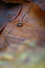 Spider on a leaf without a leg.