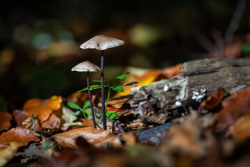 Tiny little mushrooms two with a thin leg.
