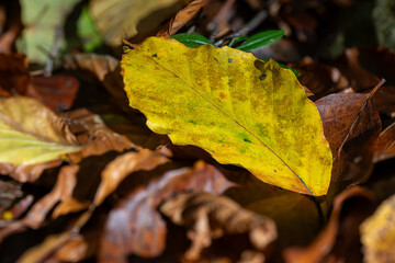 Beech yellow leaf lying on leaves.