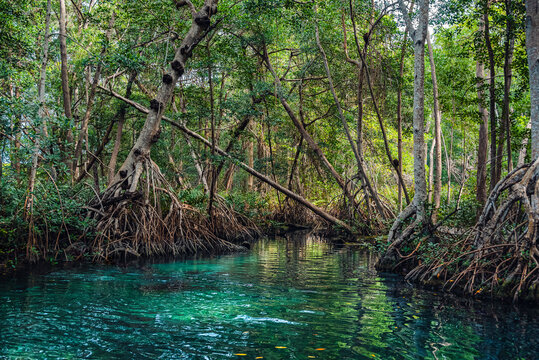 Swamps and mangroves at Ria Celestun. Mexico