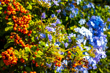 Small blue orange flowers fruits on bush plant Voula Greece.