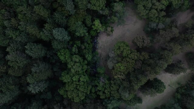 Top down drone shot of the dirt trails between dense green woods on the hill at sunset, India