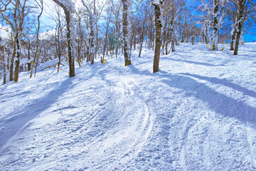 Fototapeta na wymiar 真冬の快晴の日本北海道のルスツスキー場、オフピステの景観 
