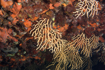 Yellow Gorgonian (Eunicella cavolini). Capo Caccia, Alghero. Sardegna. Italia