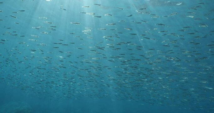 silversides atherinas sun shine and beams underwater silverside fish school Atherina boyeri