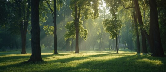 Obraz premium A hazy shot capturing the morning sunlight as it shines through the tall trees in the park.