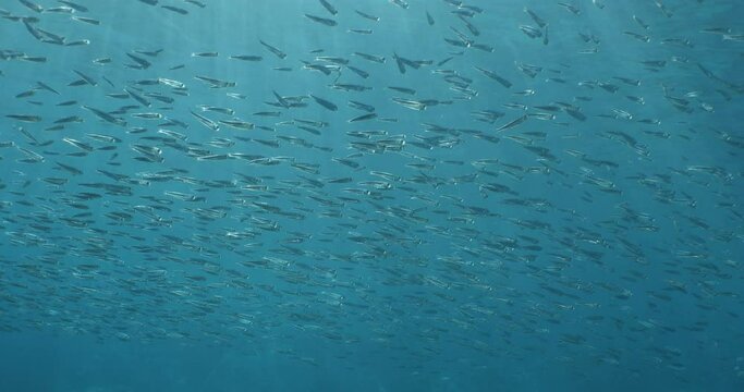 silversides atherinas sun shine and beams underwater silverside fish school Atherina boyeri