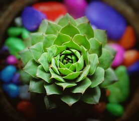 a large succulent with some small candy balls around it