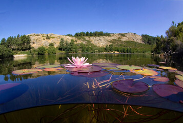 water lily in lake, Monte Limbara, artificial basin on the Berchidda side. Sardinia. Italy