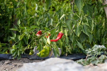A Glimpse of Ripening Chilies in the Garden