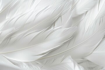 Ethereal white feathers closeup.