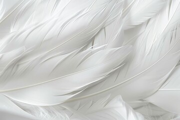 Fototapeta premium Ethereal white feathers closeup.