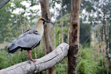 Schwarzzügelibis (Theristicus melanopis), auch Brillenibis