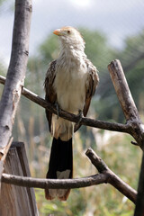 Guirakuckuck (Guira guira)