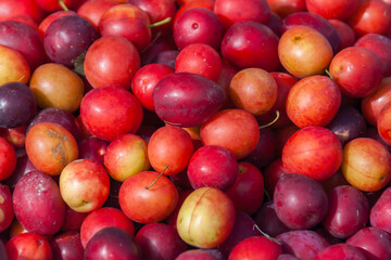 Rote Mirabellen zum Verkauf  (Prunus domestica subsp. syriaca)
