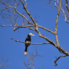 Oriental Pied-Hornbill - Anthracoceros albirostris large canopy-dwelling bird belonging to the Bucerotidae. Other common names are  pied hornbill  and Malaysian pied hornbill.