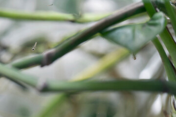 Vadodara, Gujarat / India - August 23, 2012: Mosquito larvae in water .