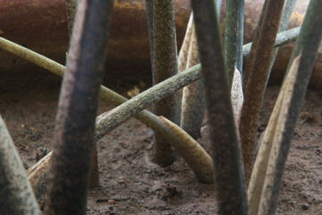 Vadodara, Gujarat / India - July 10, 2012 : A closeup of branches of caladium flowering plant.