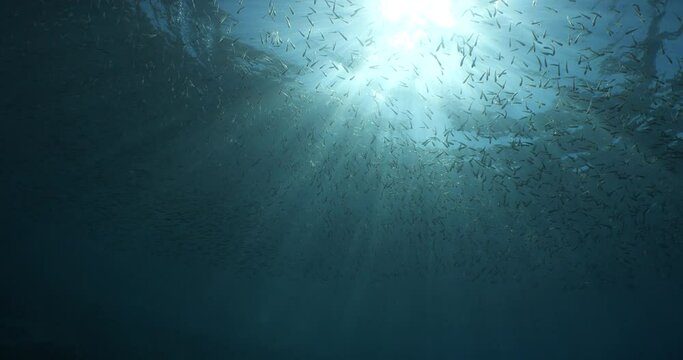 atherina silverside fish scenery underwater sun beams sun rays underwater mediterranean sea sun shine relaxing ocean scenery