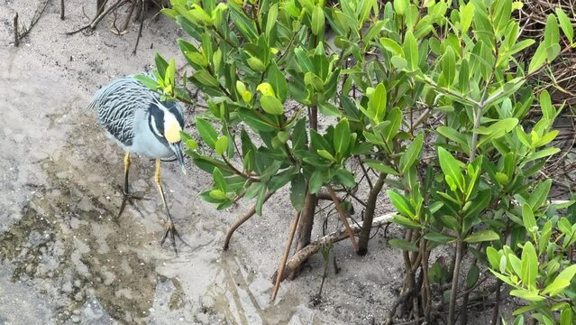High-angle view of an adult yellow-crowned night heron (binomial name: Nyctanassa violacea) wading slowly as it forages, maybe for mangrove crabs, by a thicket at the edge of a tidal lagoon in Florida