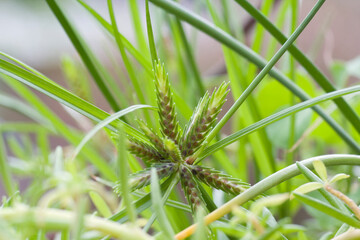 Vadodara, Gujarat / India - July 10, 2012 : A close up of the wild grass in the garden.