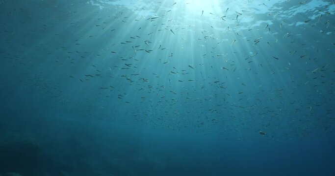 atherina silverside fish scenery underwater sun beams sun rays underwater mediterranean sea sun shine relaxing ocean scenery