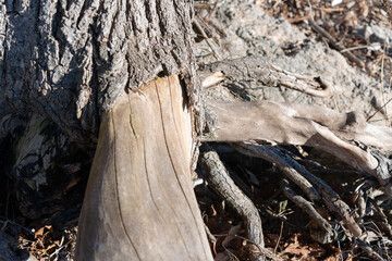 tree trunk and root exposed to the elements and weathered - winter time
