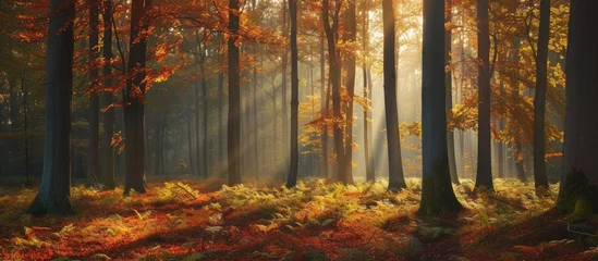 Gordijnen A breathtaking photo showcasing a dense forest filled with tall trees, painted in the vibrant colors of autumn. © AkuAku