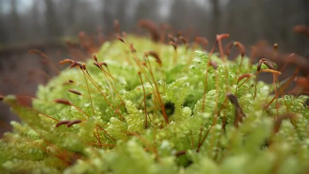 Green moss in macro grows