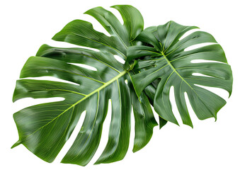 A single large green Monstera leaf, perfectly isolated on a white background. PNG format