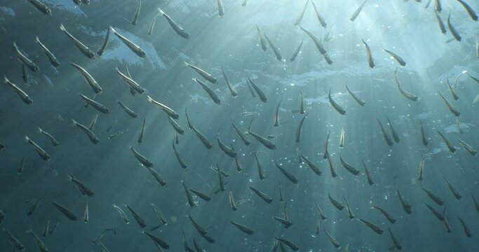 atherina silverside fish scenery underwater sun beams sun rays underwater mediterranean sea sun shine relaxing ocean scenery