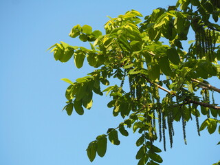 落葉樹　胡桃の雄花
